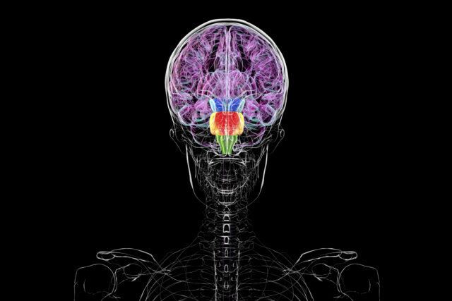 Image of a diagram of a human skull and upper torso in black and white. Segments of the brain are highlighted in color, 